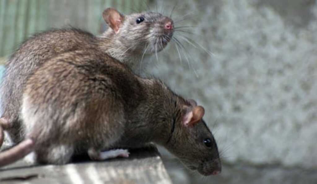 rat control vancouver