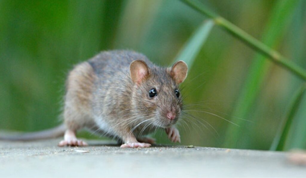 rat control vancouver