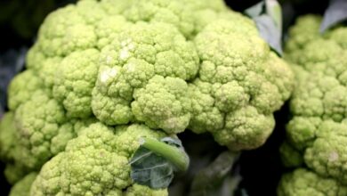 is broccoli a hybrid food