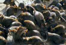 rat control vancouver