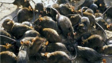 rat control vancouver