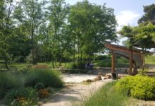 The Rise of Therapeutic Gardens Wellness Through Plants