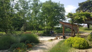 The Rise of Therapeutic Gardens Wellness Through Plants