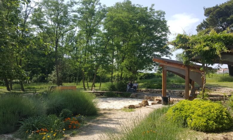 The Rise of Therapeutic Gardens Wellness Through Plants