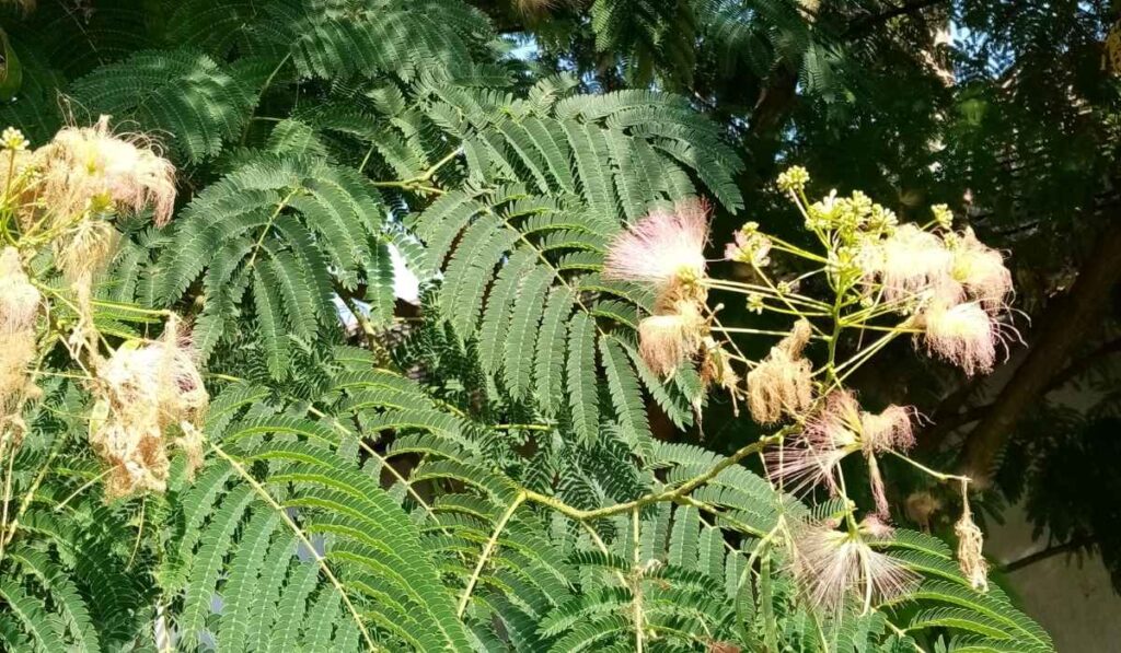 mimosa hostilis