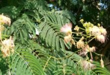 mimosa hostilis