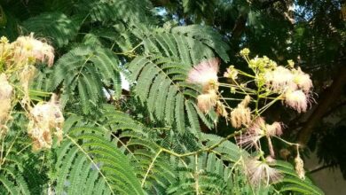 mimosa hostilis