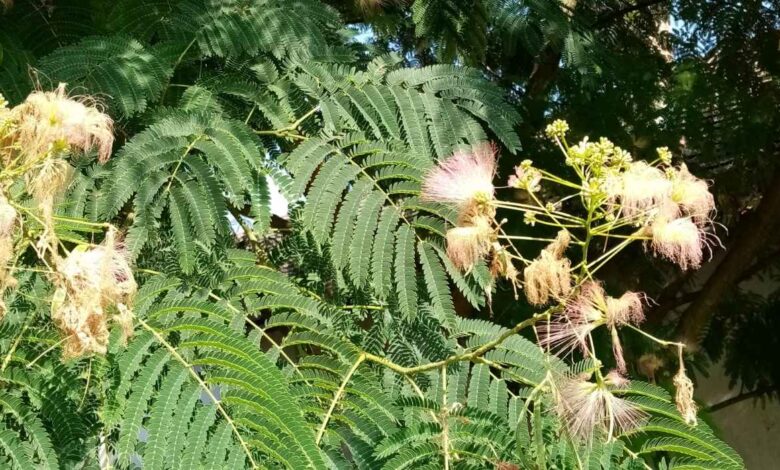 mimosa hostilis