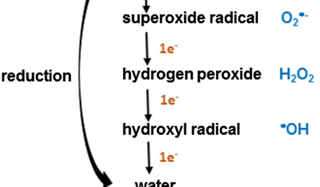 superoxide